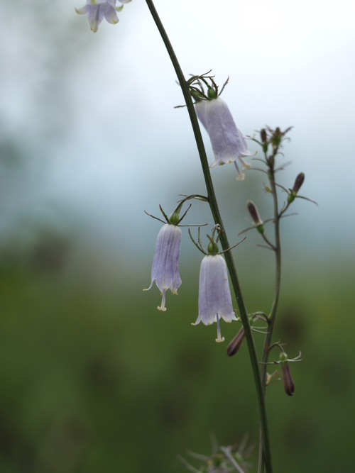 秋の気配の高原の虫と花たち　富士見高原リゾート　創造の森
