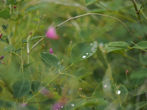 秋の気配の高原の虫と花たち　富士見高原リゾート　創造の森