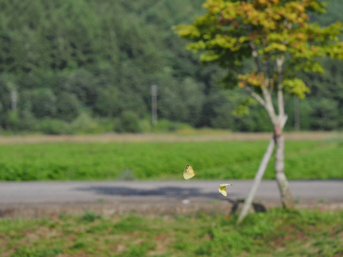 9月4日の花の都公園　清流の里