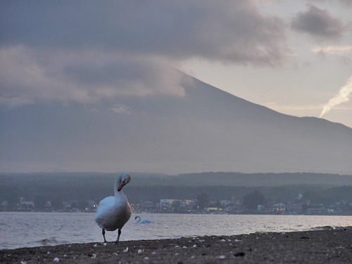 通りすがりの山中湖の富士山