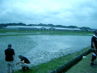 田んぼアート、菊川