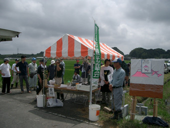 田んぼアート、菊川