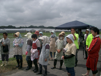 田んぼアート、菊川
