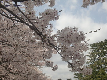お花見♪　