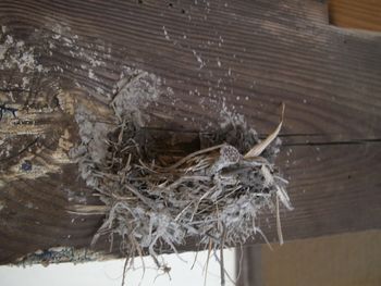 ツバメは左官屋さん