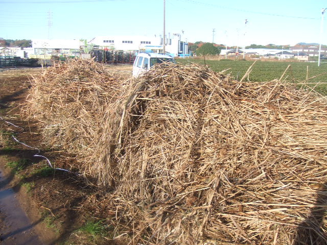 佐鳴湖のヨシ