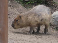 北海道はでっかいどー 2009/06/15 22:37:41