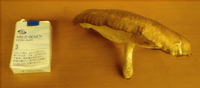 メガしいたけ 2009/11/05 10:00:00