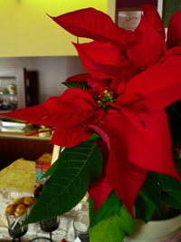 クリスマス風 2009/11/29 09:00:00
