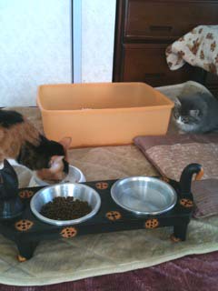 エマピとCocoのご対面