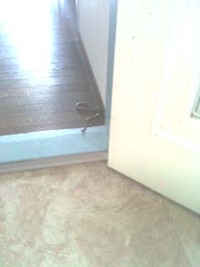 ヘビ襲来！ 2010/09/15 11:19:50