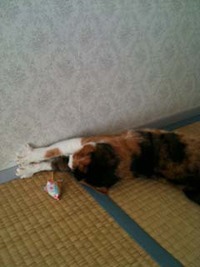 エマピとCocoのご対面 2011/01/20 13:22:53