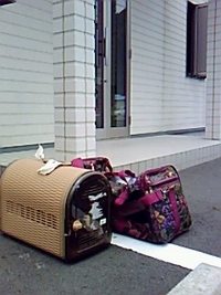 猫のいる生活 2008/07/02 13:12:14