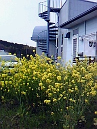 ４月１日（木）〜４日（日）の演奏スケジュールです 2010/03/30 12:03:27