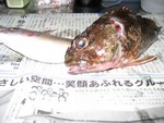 夜釣りに御前崎へ