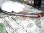 夜釣りに御前崎へ