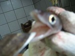 夜釣りに御前崎へ