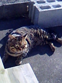 チャコのいない日々 2010/05/16 15:04:42