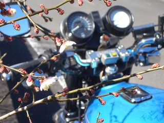 梅とMk2　~　春は間近