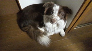 保護犬です♪