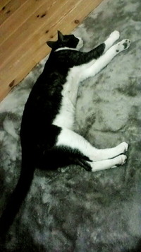ママ、不在にて 2011/12/30 22:30:53