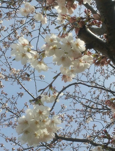 桜～桜～