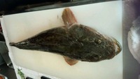 今日の父の釣り 2012/09/03 00:51:27