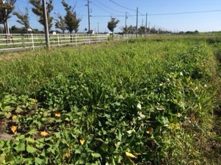 農薬０！　化石サンゴで美味いさつまいもを。