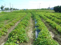 東京大田市場から視察に！長雨で弱っている野菜にＶＭを。 2015/07/07 16:38:30