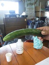 半分に割ったきゅうりが１５分でくっついた！！！