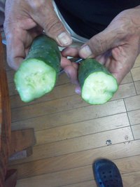 半分に割ったきゅうりが１５分でくっついた！！！ 2015/06/24 15:21:13