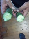 半分に割ったきゅうりが１５分でくっついた！！！