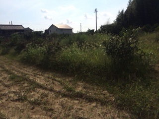 完全無農薬のみかん畑の草の凄さに脱帽！