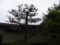 未来型肥料　ヴェインミスト散布！ 2015/10/24 15:24:05