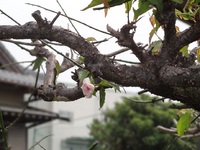 3日目に梅の葉が出て、20日目でまた花が咲いた！！！ 2015/05/26 14:03:15