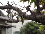 梅の花5月23日