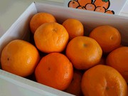 季節を呼ぶくだもの
