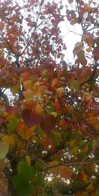 紅葉 2016/11/24 13:07:00