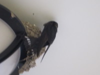 ツバメ（その２） 2014/05/15 11:57:05