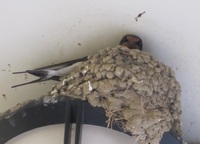 ツバメ 2016/05/23 12:46:42