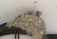ツバメ・・・その２ 2015/06/29 12:25:35