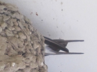 ツバメ 2014/06/23 13:12:08