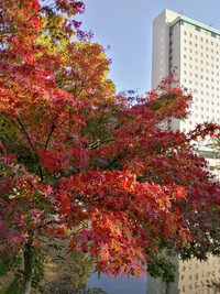 11月19日の記事 2019/11/21 20:52:00