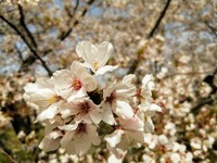 ご近所でお散歩お花見 2020/04/08 20:57:00