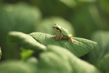ちいさな助っ人