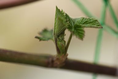 可愛い芽が出て