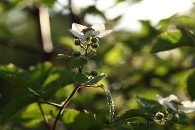 ブラックベリーが開花