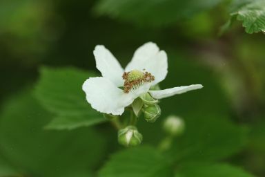 ブラックベリーが開花