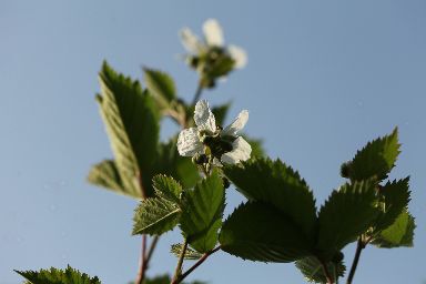 ブラックベリーが開花