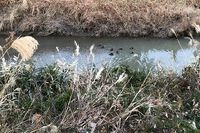 のんびり泳ぐカモ